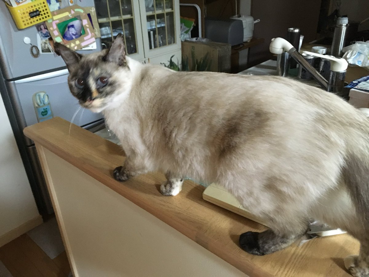 週休8日の猫吸い (@8VA64ArRkX7nOHE) / Posts / X