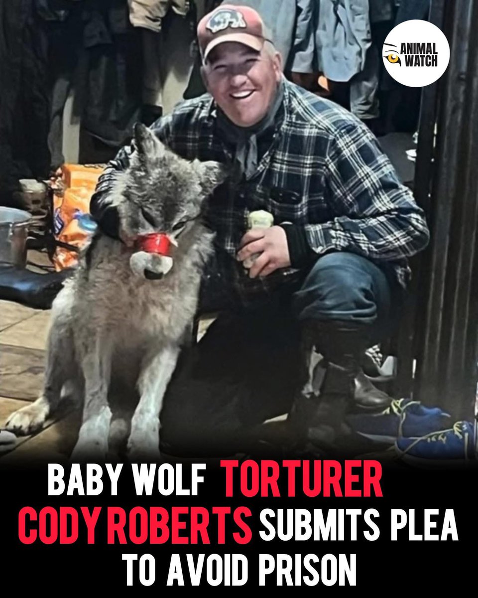 Maybe some of you will remember this piece of shit from Wyoming that tortured this wolf and the wolf had to be put down

Cody Roberts files plea deal in Wyoming wolf cruelty case

Cody Roberts has submitted a plea agreement that could allow him to avoid jail time in the felony