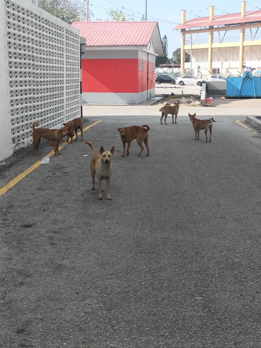 kyril_graguks's tweet photo. Kawan2,dihari jumaat Ramadan ini,saya rayu kawan2 yg ada rezeki lebih,sudilah kiranya dpt meringankan sedikit bebanan buat ratusan anak2 jalanan🐈🐕‍🦺 yg amat perlukan bantuan makanan basah,kering&amp;ubatan ringan di 45 tmpt setiap hari.T.kasih yg rt/share status ni.Semoga ada rezeki. https://t.co/2pGqnRPi8C