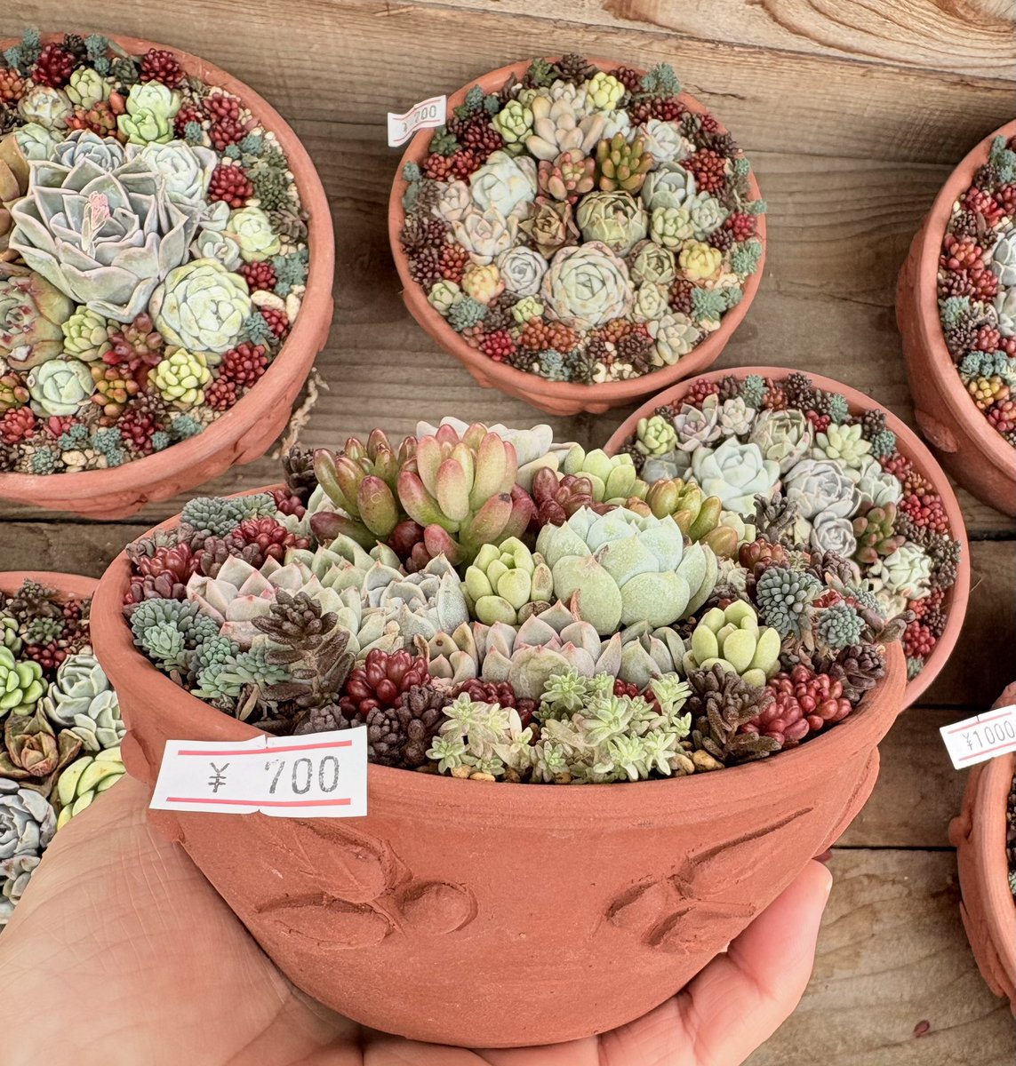 ポポチョロ🐦💨 (@1b4fc39ec9e04d3) / Posts / X