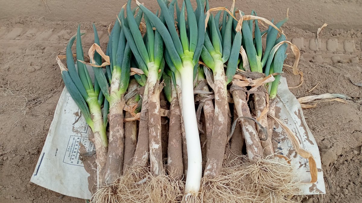 やっぱ雨の力は凄いねっいい太さ👏🏻