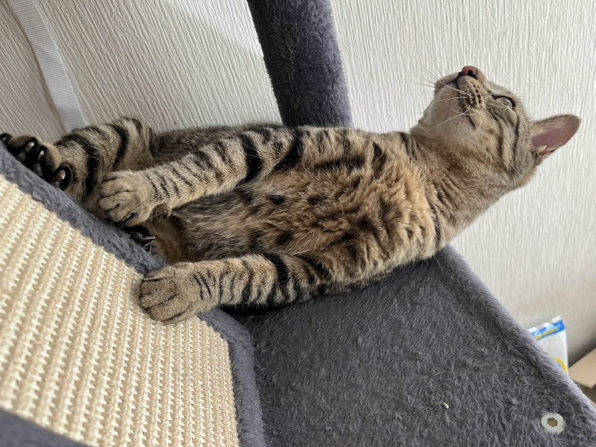 今月でひかげ10ヶ月迎えました🐈‍⬛💜🐾 相変わらずやんちゃすぎて毎朝