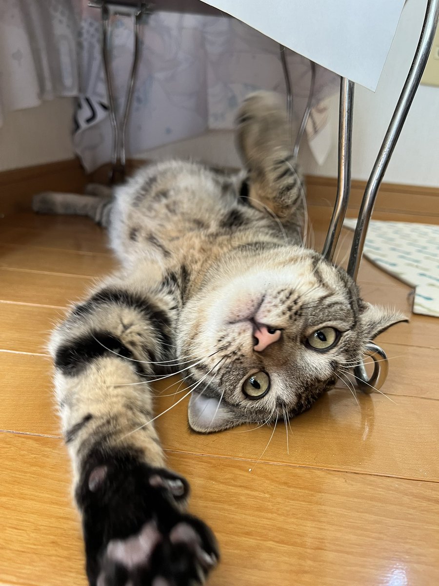 今月でひかげ10ヶ月迎えました🐈‍⬛💜🐾 相変わらずやんちゃすぎて毎朝