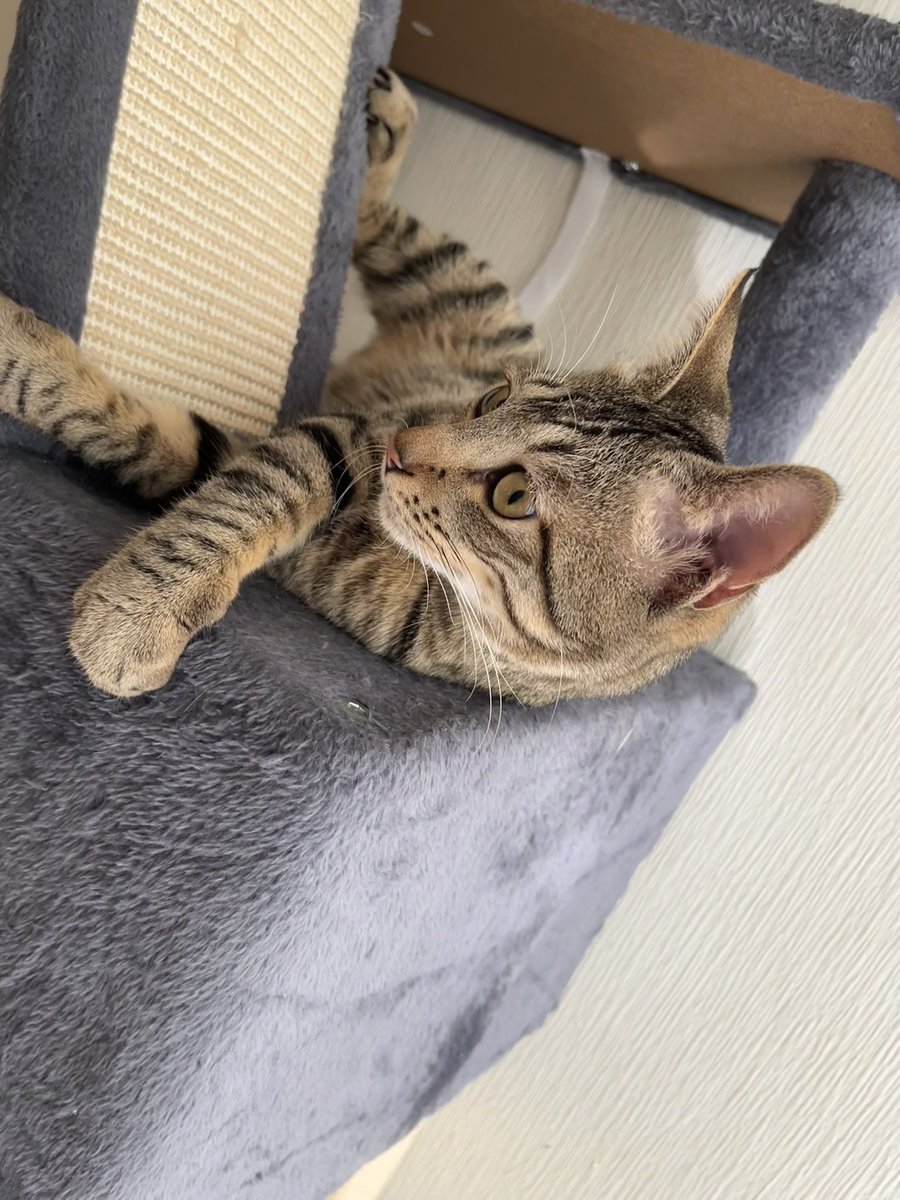 今月でひかげ10ヶ月迎えました🐈‍⬛💜🐾 相変わらずやんちゃすぎて毎朝