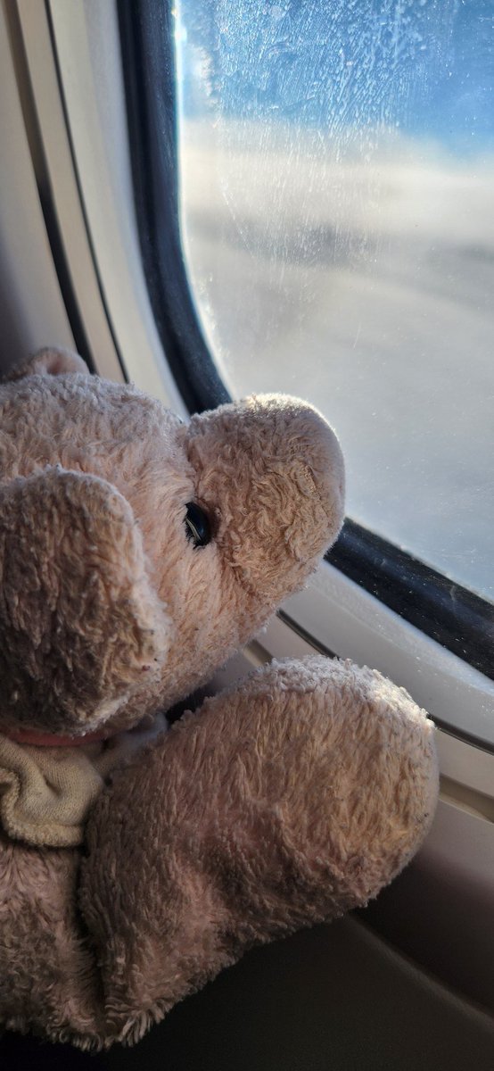 Anlekr's tweet photo. Just enjoying the view. She is one traveled piggie. #auroraflopsie #travel https://t.co/7MAOoz2Wkb