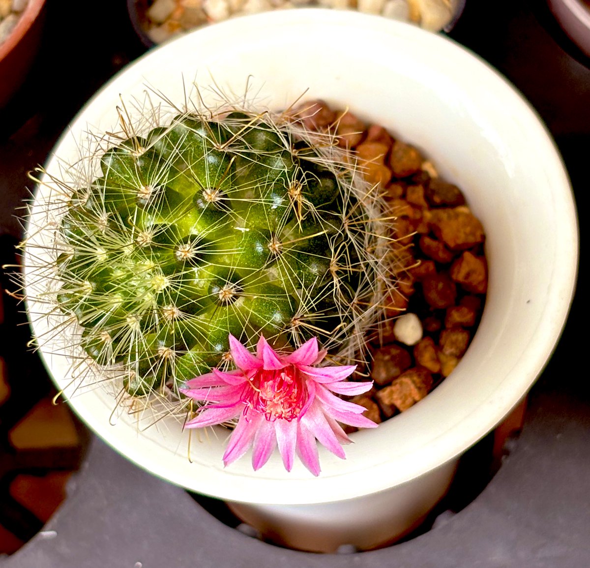 sun☀️ tweet media