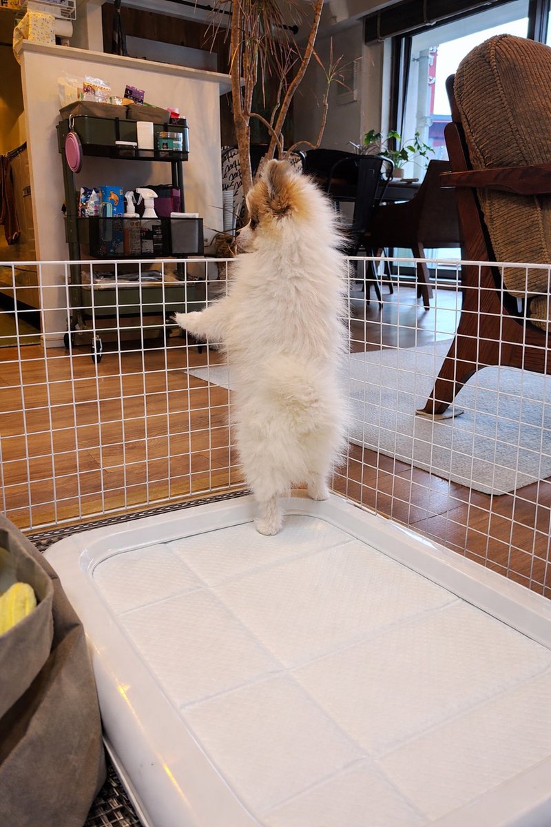 cazoo4_80s's tweet image. ひと月で頭一個分大きくなったよー😆💕
1.3kg🐶
#ポメラニアン
#pomeranian   
#パピー