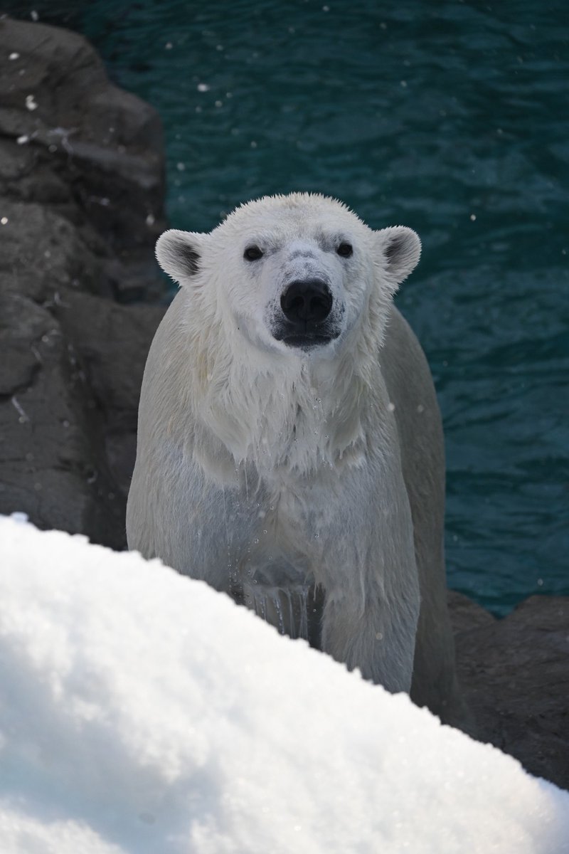 2月27日は国際ホッキョクグマの日です🐻‍❄️
地球温暖化がホッキョクグマに与えている影響や、ホッキョクグマのために私たちができることについて考えましょう！
#王子動物園　＃国際ホッキョクグマの日　＃ホッキョクグマ