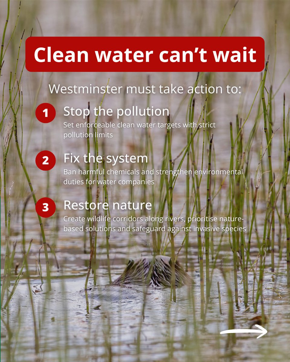 BeaverTrust's tweet photo. Our support for both ‘Making Space for Water’ (#MS4W) and Wildlife and Countryside Link’s ‘Clean Water Now’ campaign reflects a shared vision: restored rivers that are clean, healthy and functioning naturally. 1/5 https://t.co/Iw7IkbaLzd