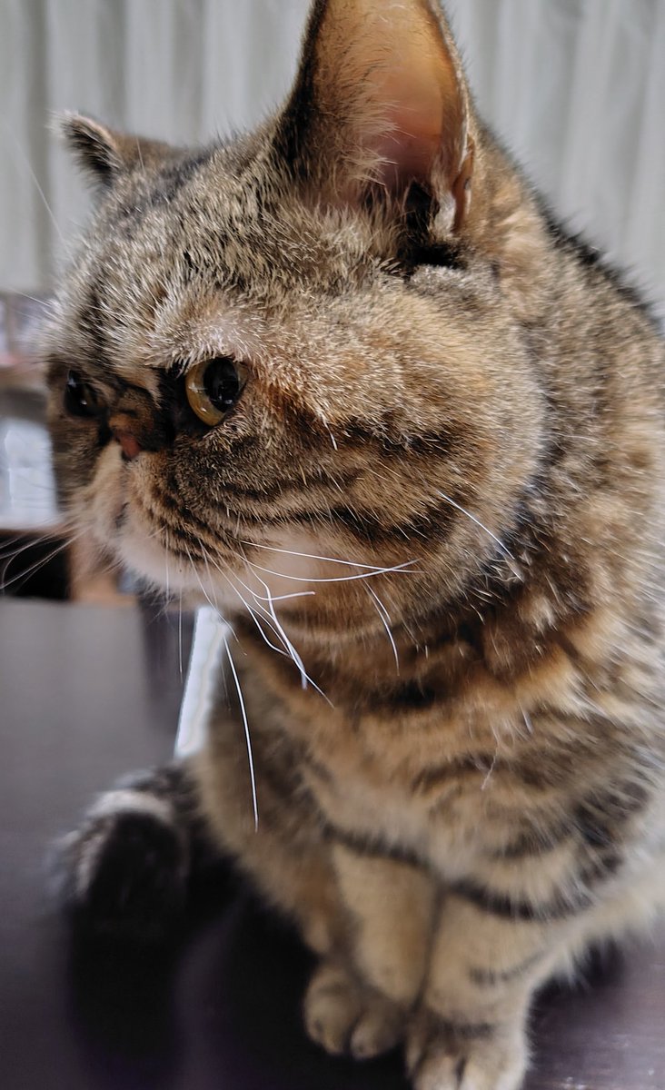 正面も横もどっちも超可愛いアンコです💕
#エキゾチックショートヘア