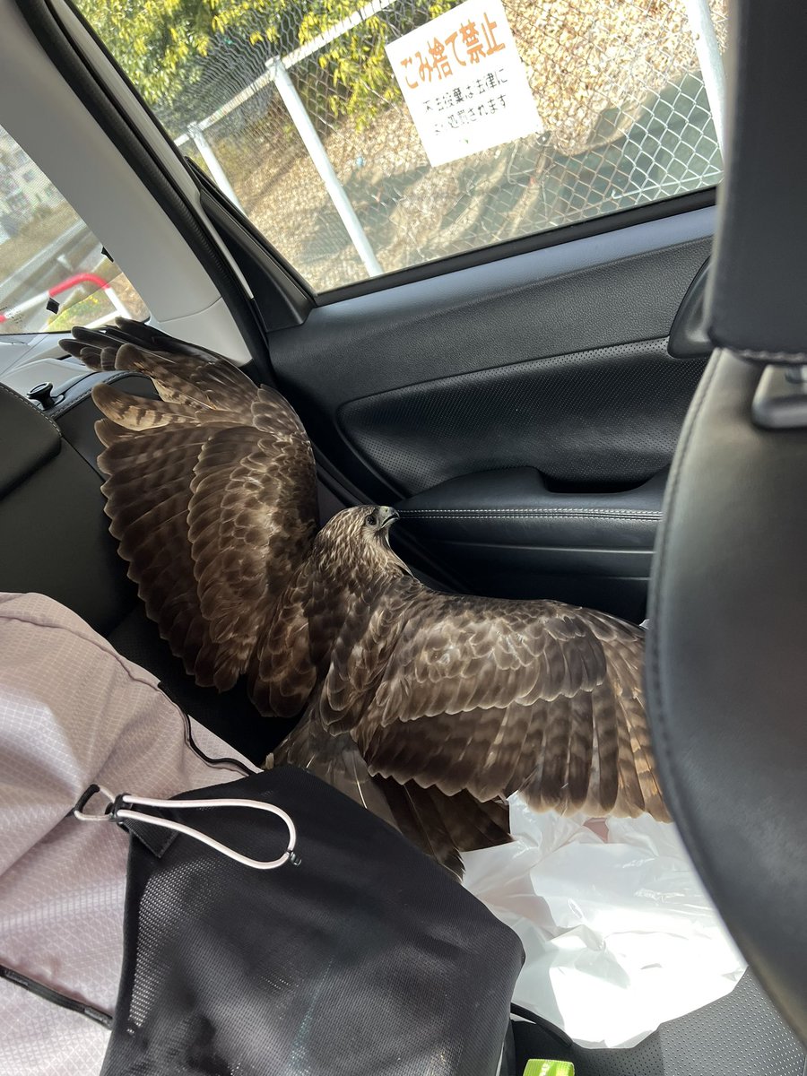 車の中にトンビが入って来た

ビビり過ぎて死ぬかと思った

すごいよ群馬県