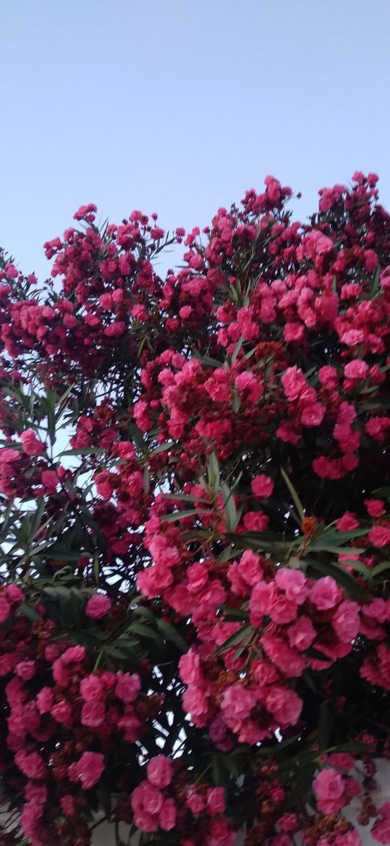 Vendredi fleuri au laurier rose ☀️