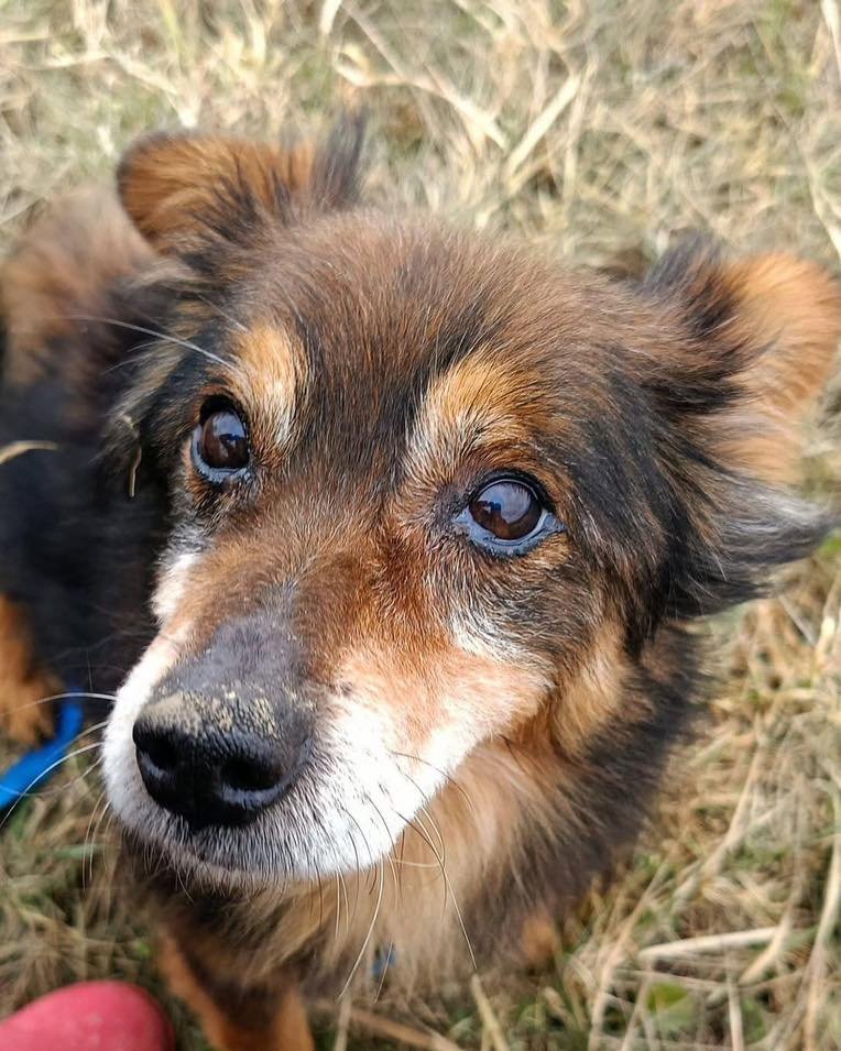 CZOKO🐶🙏🏡🆘Dostrzeż proszę Skarbeńka🙏Łatwo przejść obok jego boksu i go nie zauważyć🥺Leży cicho,zwinięty w kłębek w budzie.Sam. Niewidzialny😭Czoko nie prosi o uwagę, nie wychyla się do świata.
Schronisko w Orzechowcach(Podkarpacie)
☎️16 672-07-07 
☎️787-212-469
☎️666-601-865