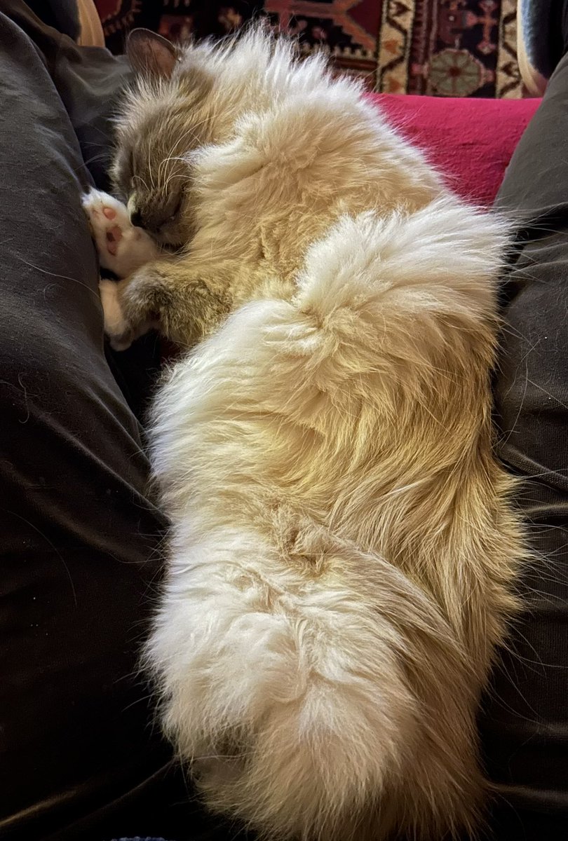 Ganesh LeBirman tweet media