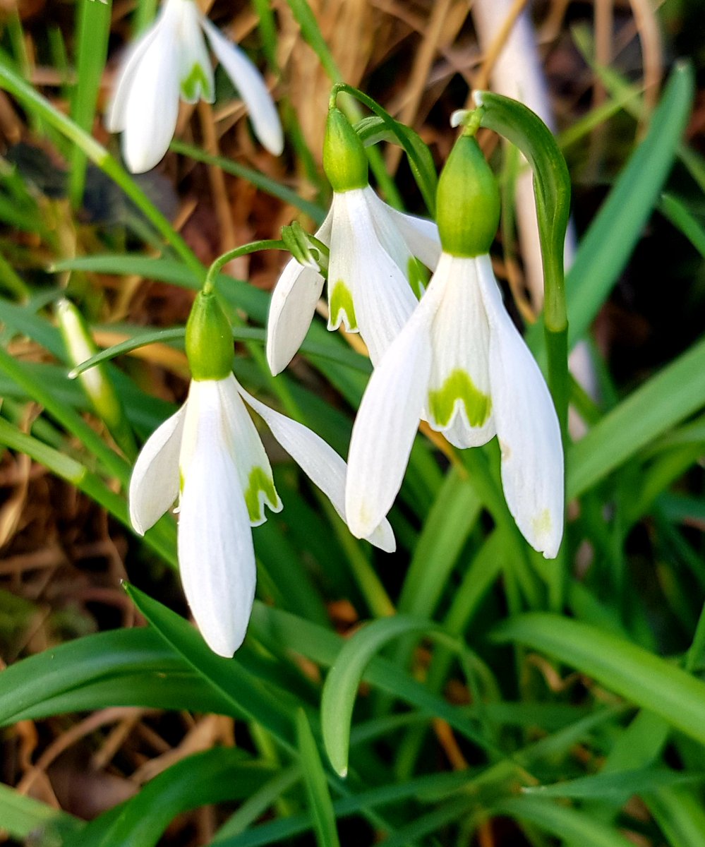 Die ersten Schneeglöckchen in unserem Garten 😊