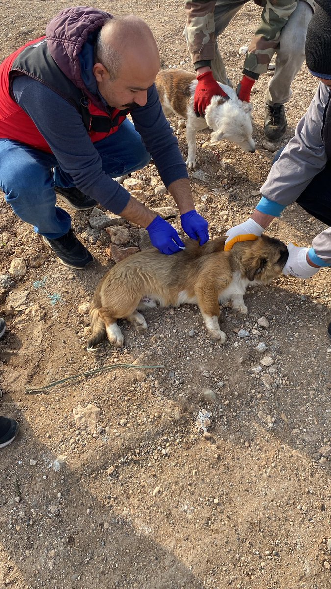 orhangazikrakas's tweet photo. Değerli Hilvanlı Hemşehrilerimiz;

Kaymakamlığımızın koordinesinde, ilçemizdeki 70 mahallenin tamamına gidilip,fiilen sahipli ancak resmiyette sahipsiz olan 276 can dostumuzun kuduz aşıları yapılmış ve çip takılarak sahiplendirilmiştir.

Emeği geçen personelimize teşekkür ederim. https://t.co/qhadHfrvBX