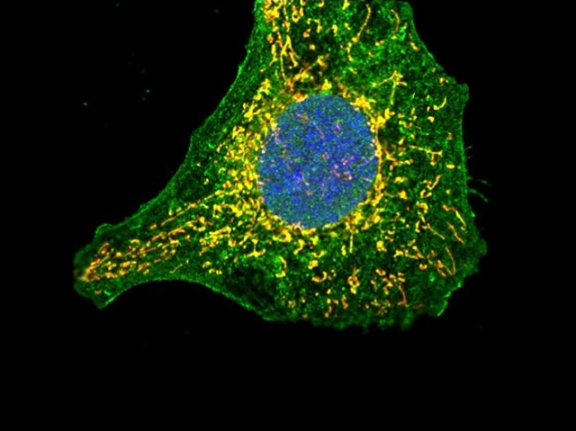 Biomedical Picture of the Day BPoD tweet media