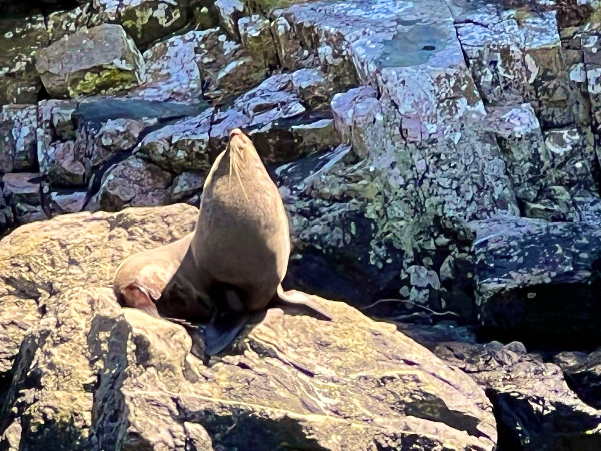 KayWierba's tweet image. Today’s Daily Picture Theme is #Rocks &amp;amp; these rocks in Milford Sounds (New Zealand), often have seals 🦭 sunbathing on them, it’s a double treat for Friday!

#DailyPictureTheme