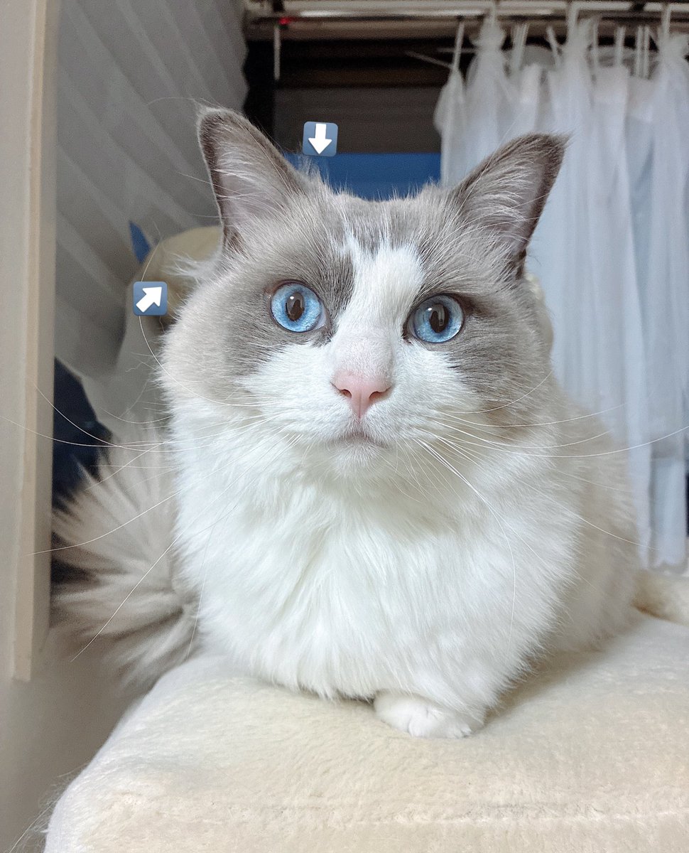 るる🐾໊ラグドール tweet media