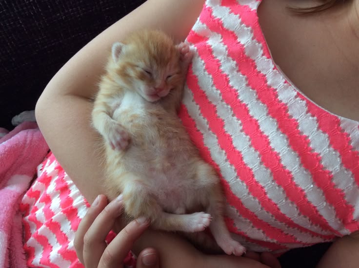 postsofkittens's tweet photo. https://t.co/IgRqI1rBYB