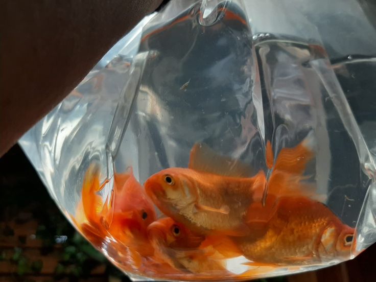 ㅤㅤ
ㅤㅤ
Jalan-jalan sambil malakin bang Mika. Belanja bulanan versi gua 🤏🏻
ㅤㅤ
ㅤㅤ