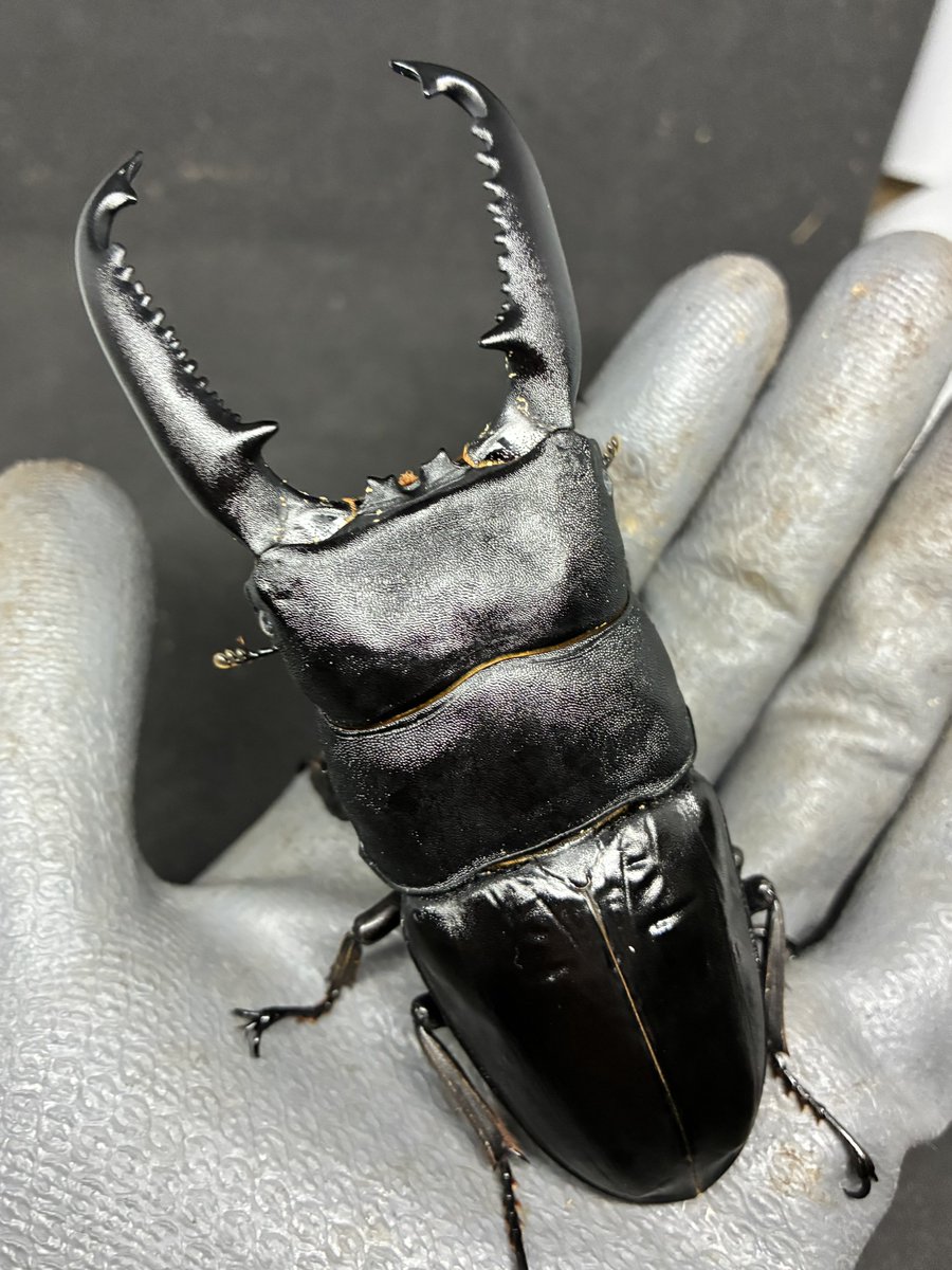 かけまる (@Kakemaru0127) / Posts / X