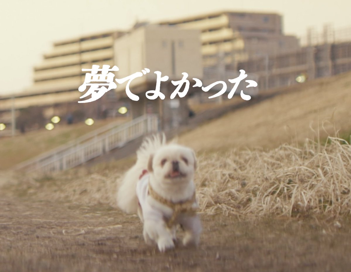 「犬も歩けば」　犬と人の人情ドラマ tweet media