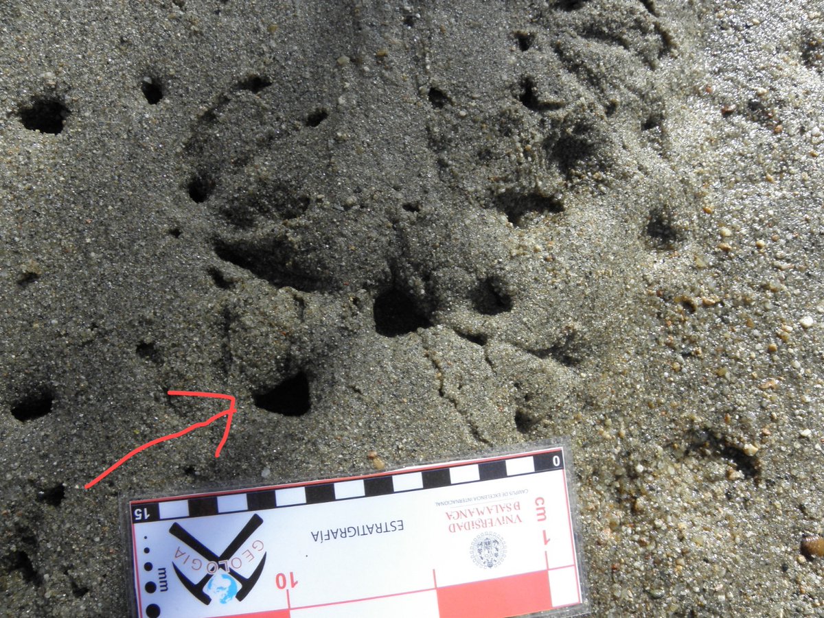 José Manuel Gasca tweet media