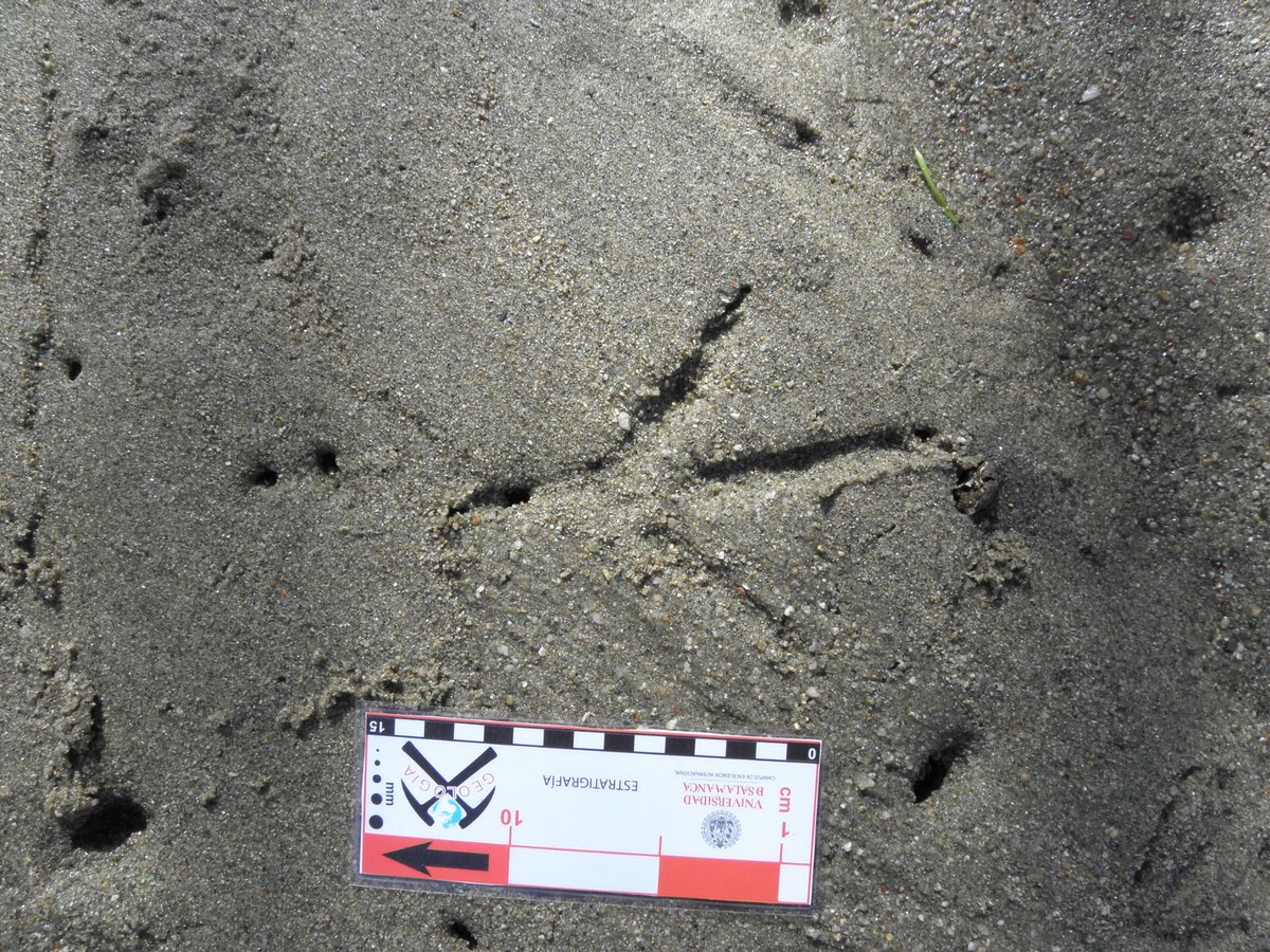 José Manuel Gasca tweet media