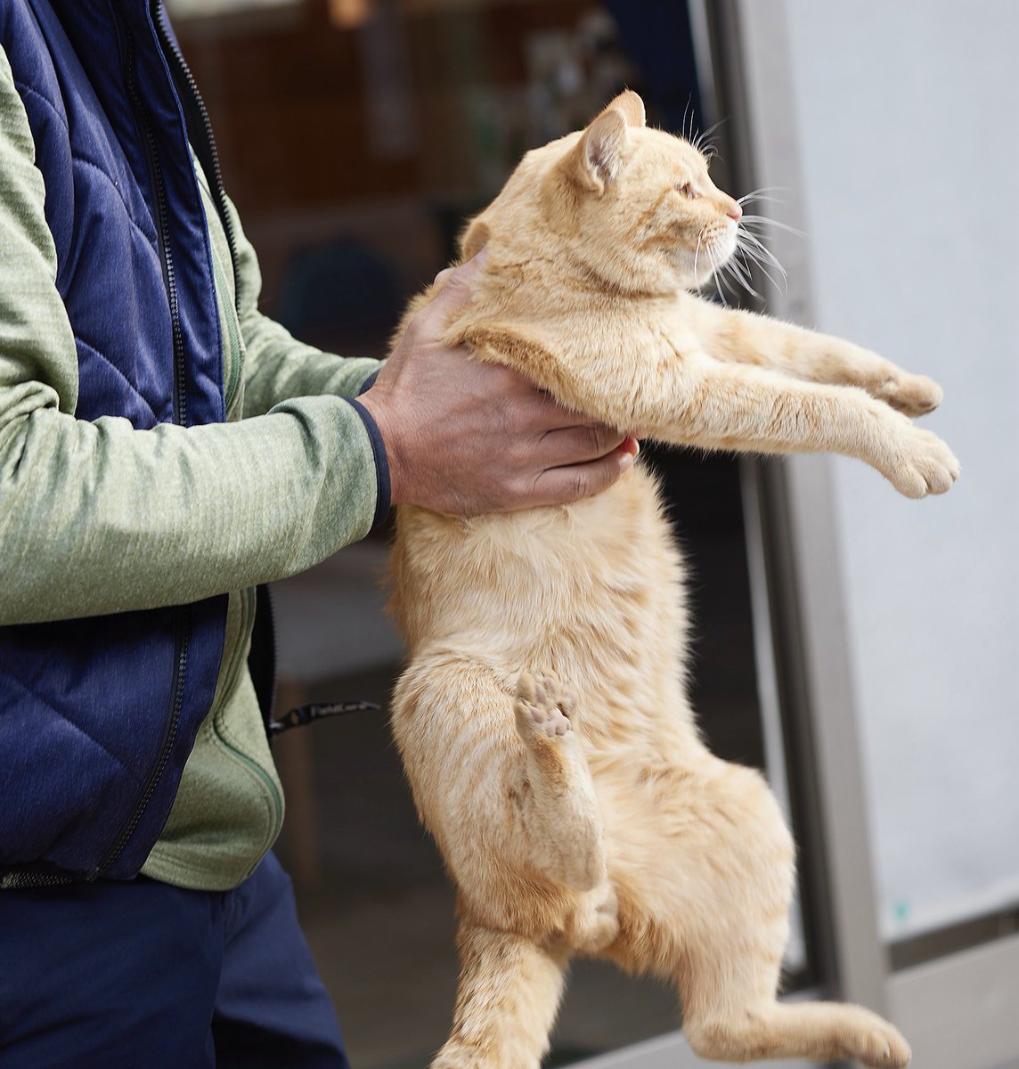 公式】雑誌ねこ (@neko_magazine) / Posts / X