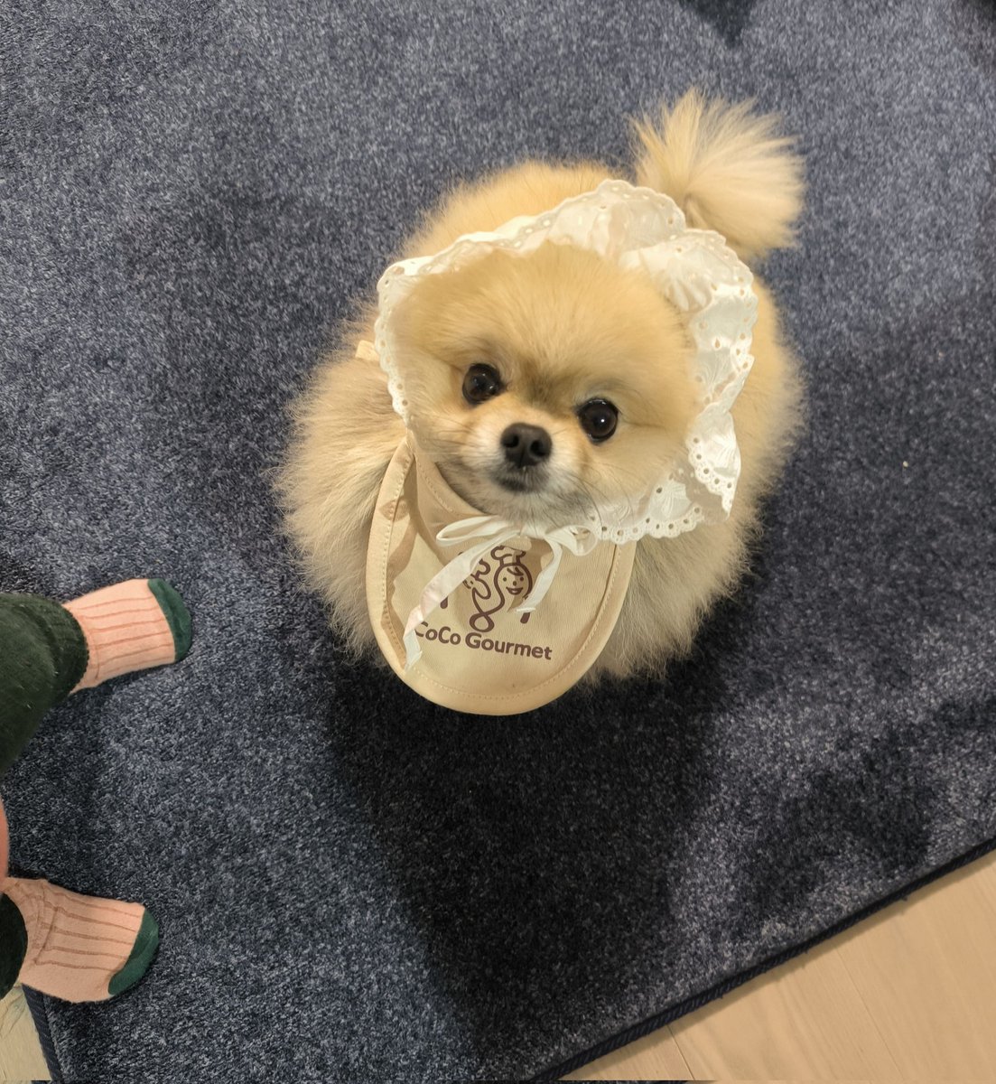 ポメラニアン ボス (@pome_boss0519) / Posts / X