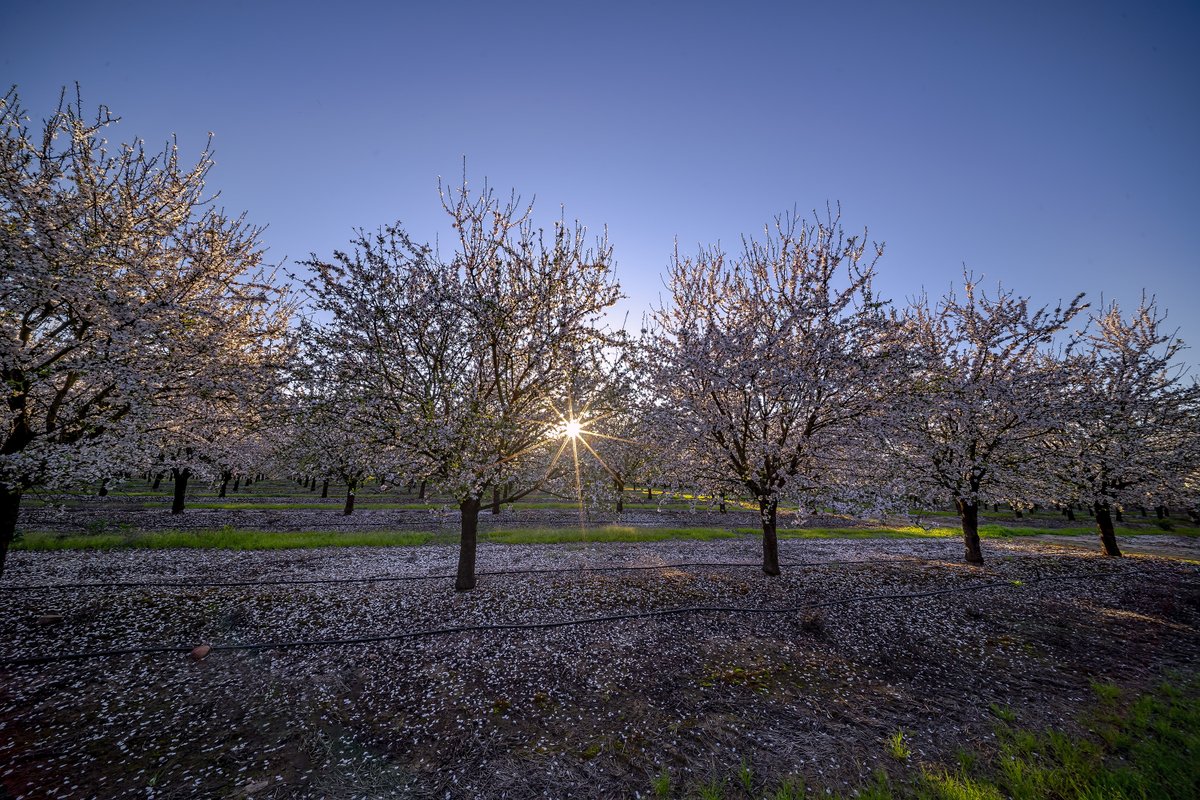 Pedro Mengual tweet media