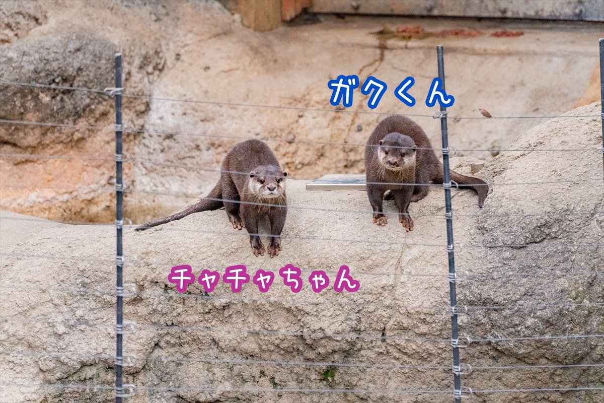 2026年2月26日 上野動物園のチャチャちゃん（5歳）が亡くなったそうです