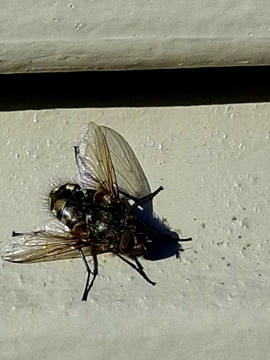 We willen graag voorjaar maar deze zijn er dan ook weer.