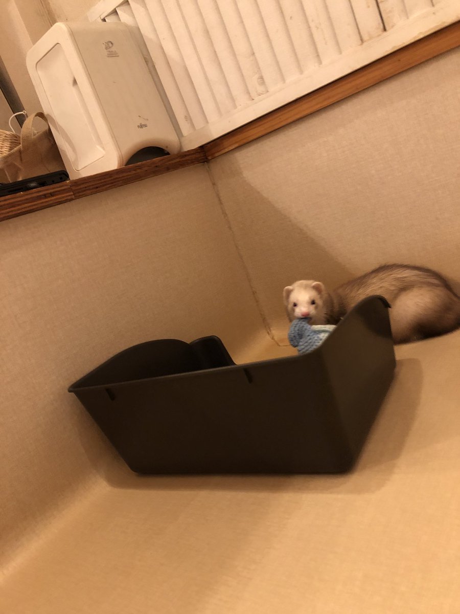 フェレット専門店フェレットリンク tweet media