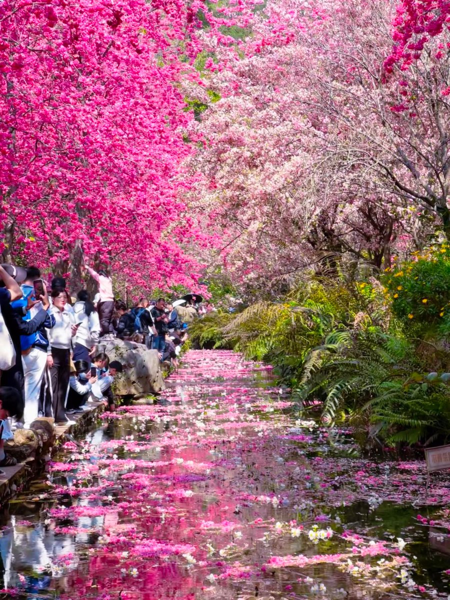 J4sonWong's tweet image. 春游第三站:春天怎么能不去昆明赏花
The third stop of the spring outing: How could you not go to Kunming to enjoy the flowers in spring?
#昆明 
#春游 
#springouting 
#Kunming 
#Flowers