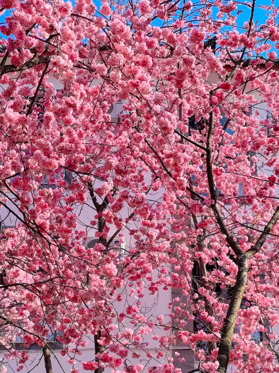 J4sonWong's tweet image. 春游第三站:春天怎么能不去昆明赏花
The third stop of the spring outing: How could you not go to Kunming to enjoy the flowers in spring?
#昆明 
#春游 
#springouting 
#Kunming 
#Flowers