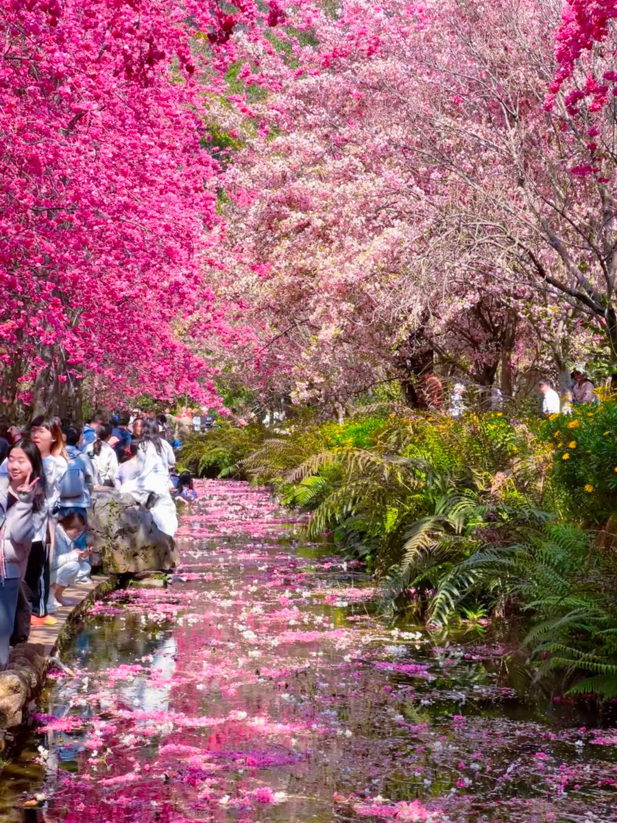 J4sonWong's tweet image. 春游第三站:春天怎么能不去昆明赏花
The third stop of the spring outing: How could you not go to Kunming to enjoy the flowers in spring?
#昆明 
#春游 
#springouting 
#Kunming 
#Flowers