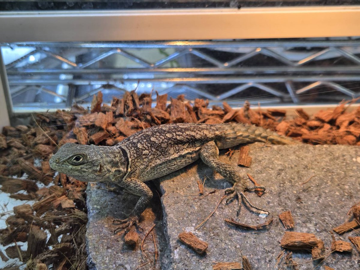 Bebe Rep. tweet media