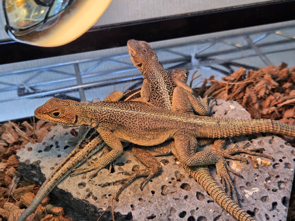 Bebe Rep. tweet media