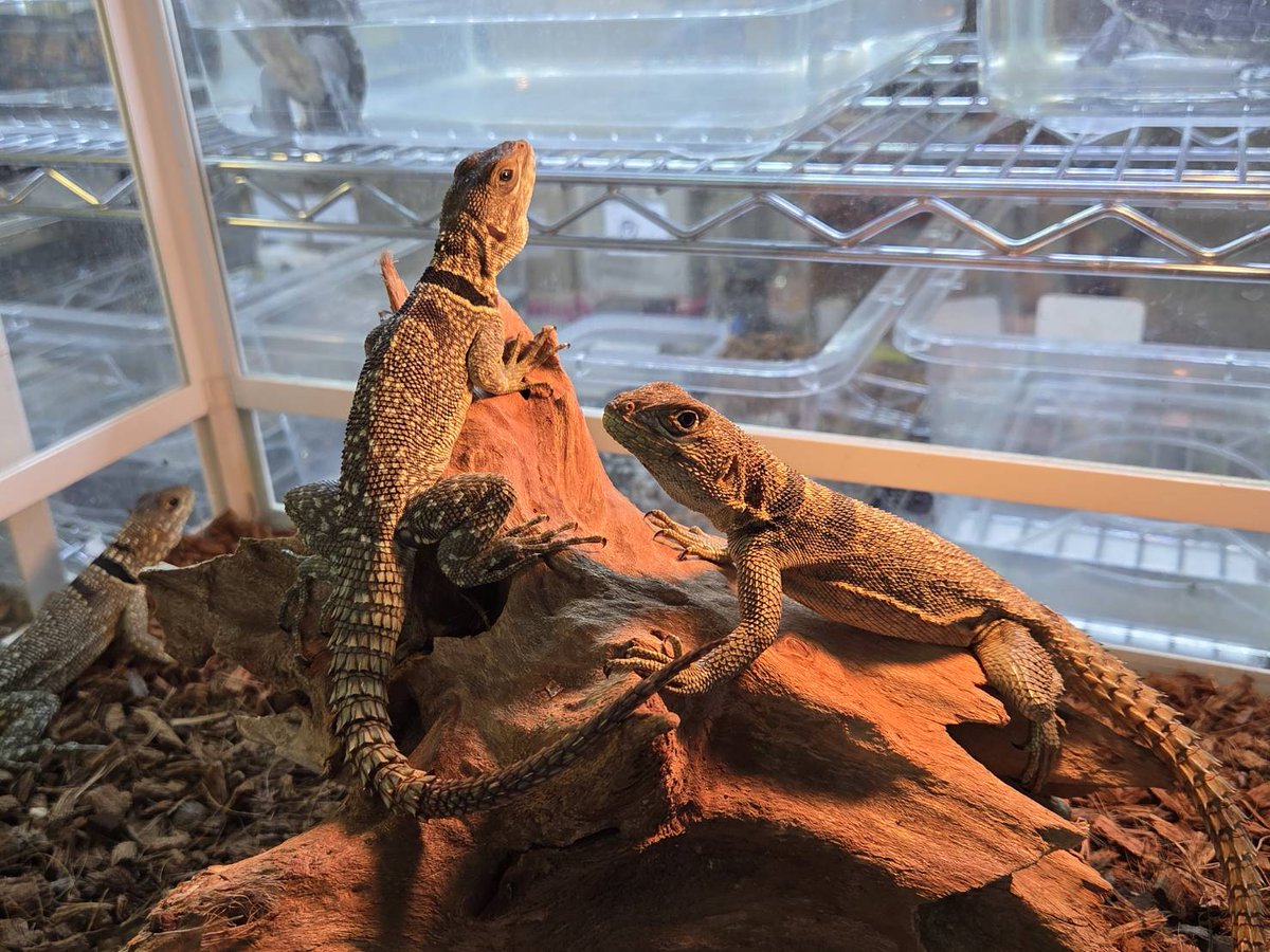 Bebe Rep. tweet media