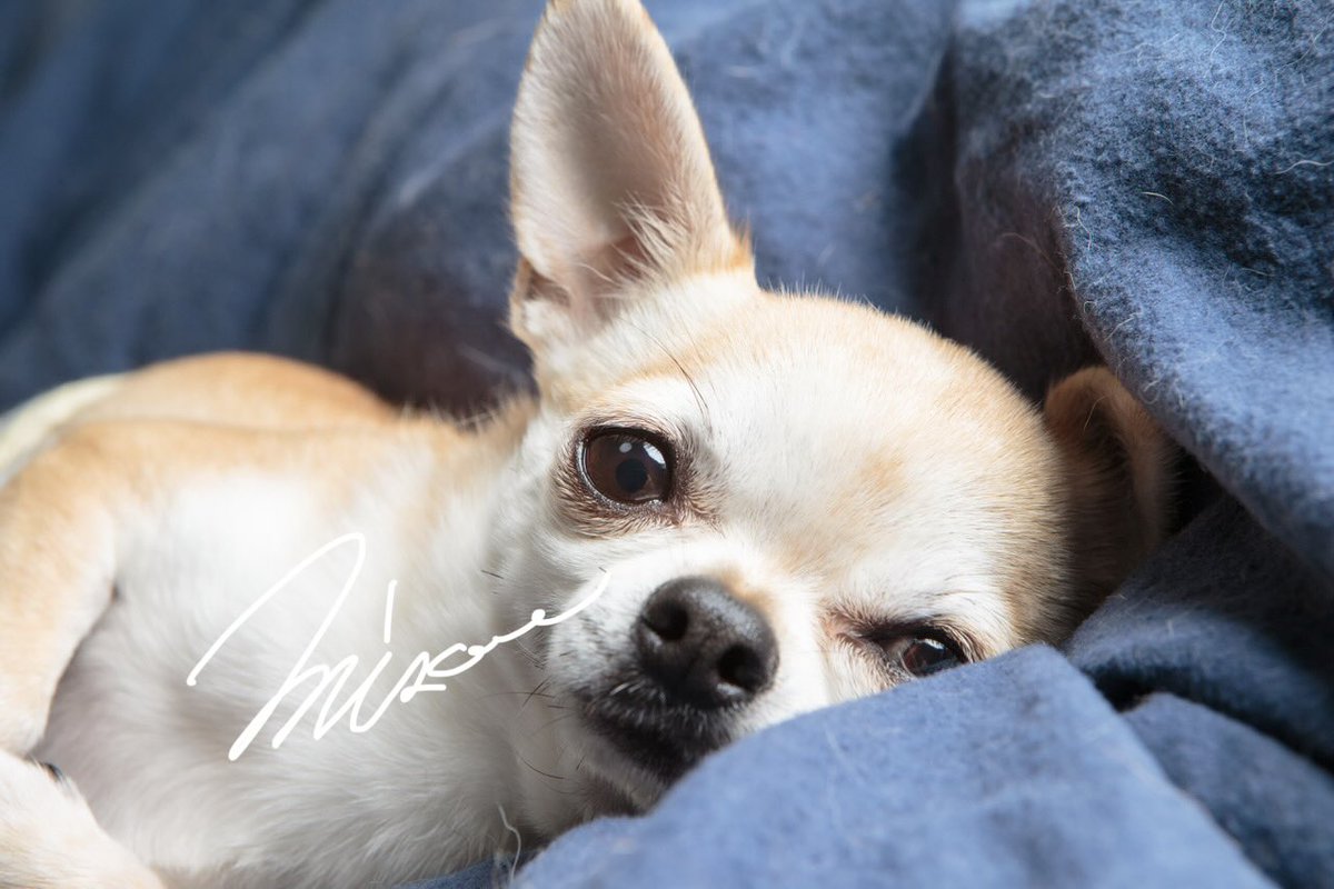 zerooffice11's tweet photo. おい❗️飼い主
⛺️そろそろキャンプ連れてけって🤣

#japan #photo #photographer #チワワ #dog https://t.co/exa0aFsNoI