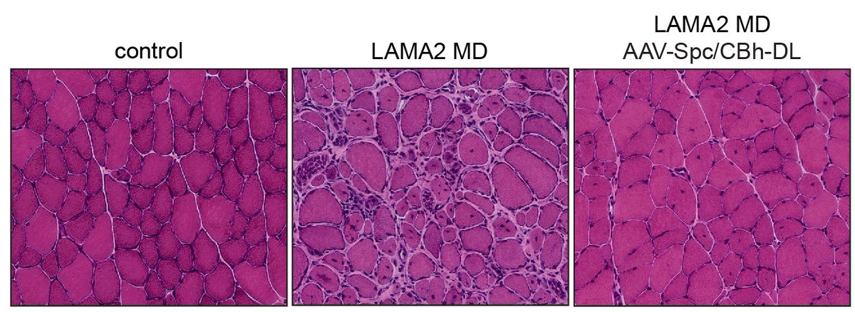 Rüegg Lab tweet media