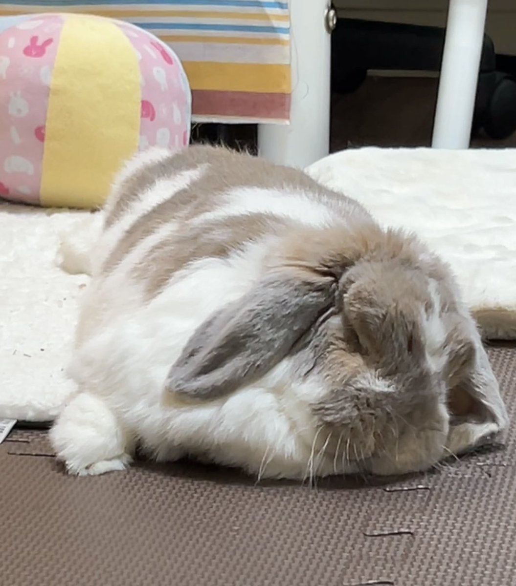 うさぎのココ (@5w1iaVZsovhbpJv) / Posts / X