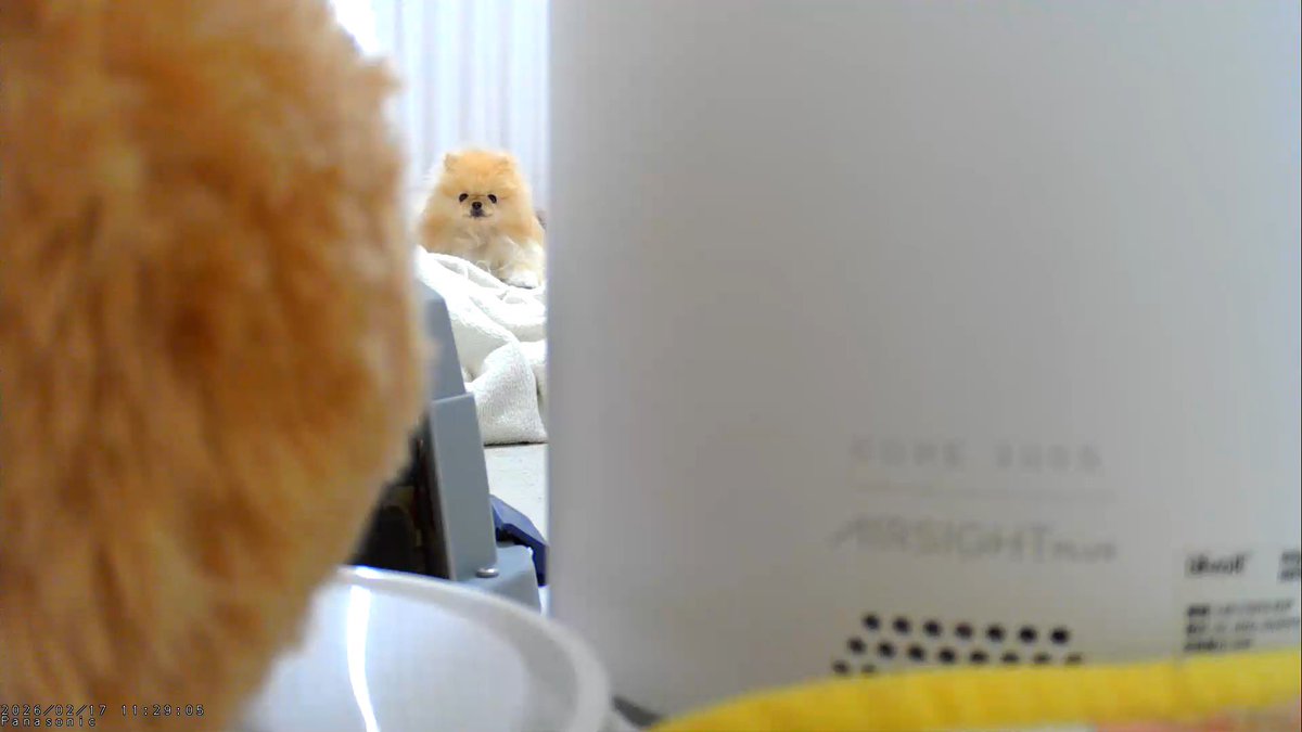 tyatyamaru0920's tweet image. チラリ

 #ポメラニアン  #pomeranian