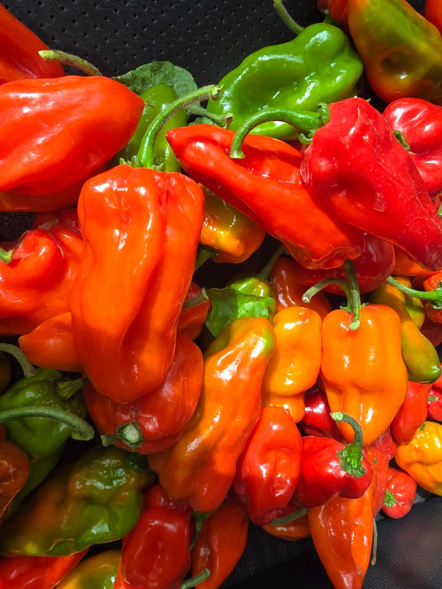 Defarmercist Alex Afari 🇬🇭 tweet media