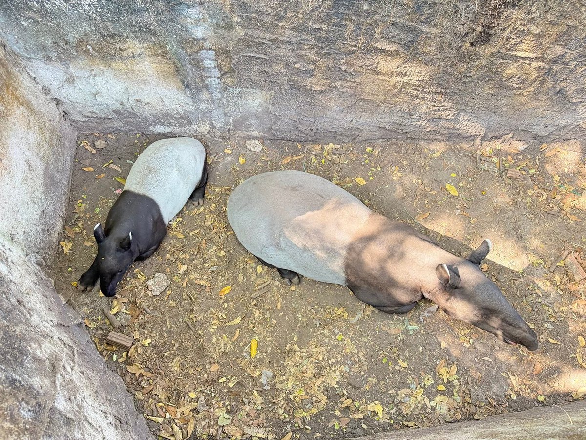 KhaokheowZoo's tweet photo. น้องแตงไทย 🩷 ลูกสมเสร็จตัวน้อย นอนรอรับแขกอยู่ที่เดิมเลยนะคะ 😴😂
ใครแวะมาแล้ว อย่าลืมทักทายน้องด้วยน้าาา~

ความน่ารักแบบง่วง ๆ แต่ขโมยหัวใจสุด ๆ 

#สมาชิกใหม่ #ลูกสมเสร็จ
#แตงไทย #Tangtai
#สัตว์ป่าสงวนของไทย
#สวนสัตว์เปิดเขาเขียว #ชลบุรี https://t.co/6d5WY0MS7o