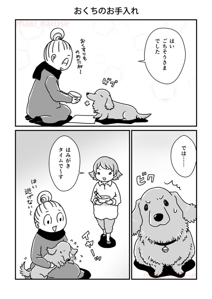 【再掲】「おくちのお手入れ」(1/2)
歯磨きはできることなら若いうちからやってあげた方がいいですよね。
私たちもグミの若い頃から歯磨きはしていましたが、重要性がよくわかっておらず、けしてマメではありませんでした。
そのために歳をとってからはとても苦労しました。