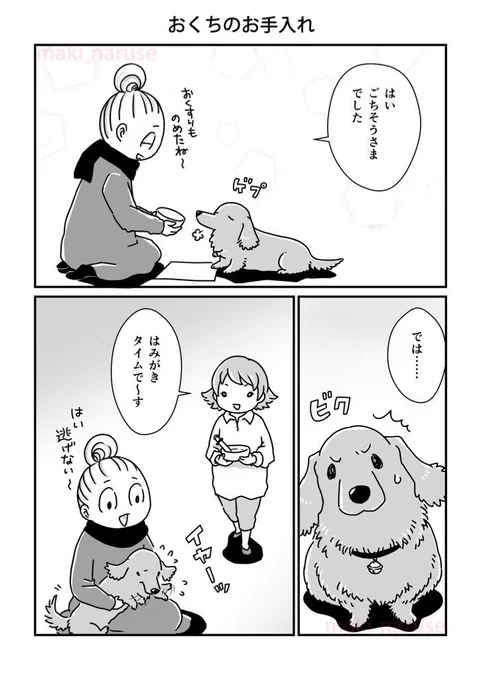 【再掲】「おくちのお手入れ」(1/2)

歯磨きはできることなら若いうちからやってあげた方がいいですよね。
私たちもグミの若い頃から歯磨きはしていましたが、重要性がよくわかっておらず、けしてマメではありませんでした。
そのために歳をとってからはとても苦労しました。 