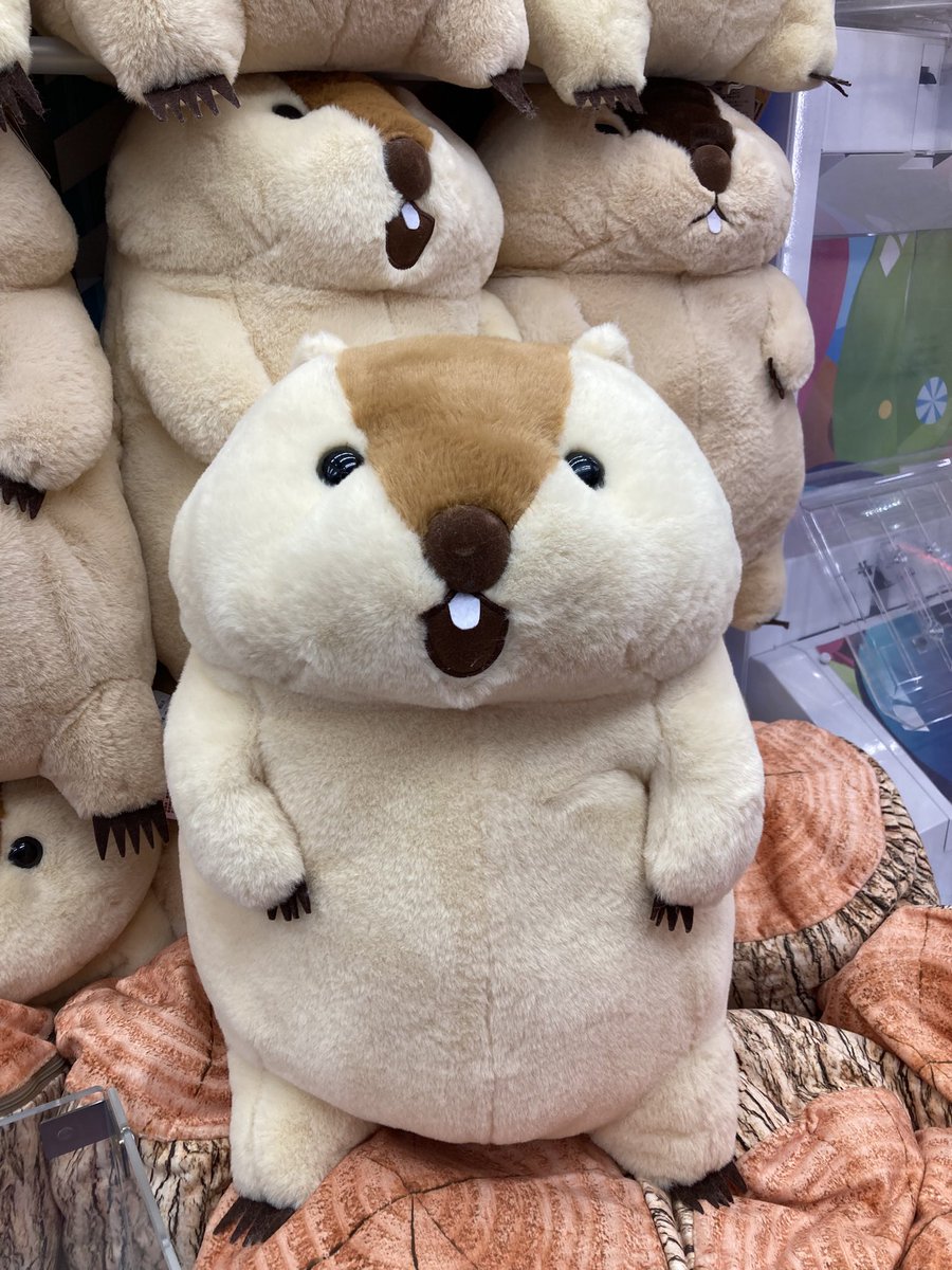 1Fプライズ】 新景品のお知らせです！ 『マーモットのもっとっと超超